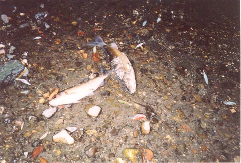 I pesci morti il 26 giugno 2003