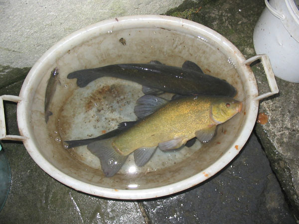 I pesci raccolti nella bacinella (1)