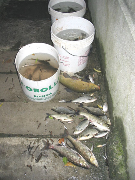 Alcuni pesci morti e quelli raccolti nei secchi